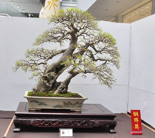 2024台中樹石展_99.JPG