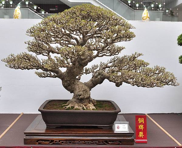 2024台中樹石展_98.JPG
