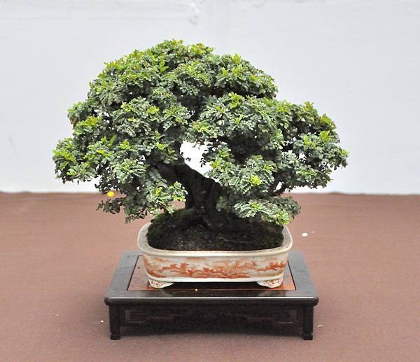 2024台中樹石展_102.JPG