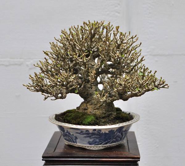 2024台中樹石展_107.JPG