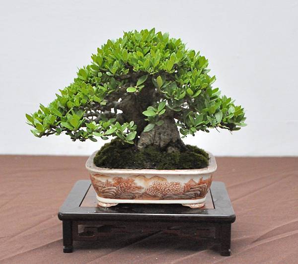 2024台中樹石展_109.JPG