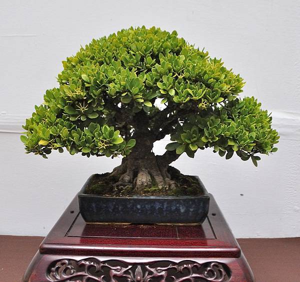 2024台中樹石展_114.JPG