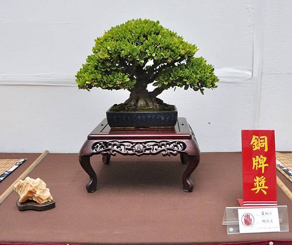 2024台中樹石展_113.JPG