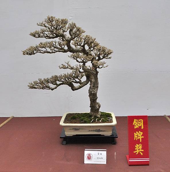 2024台中樹石展_116.JPG