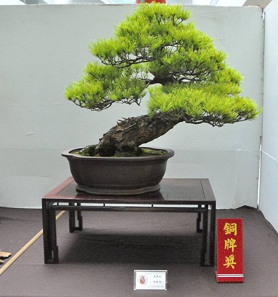 2024台中樹石展_123.JPG