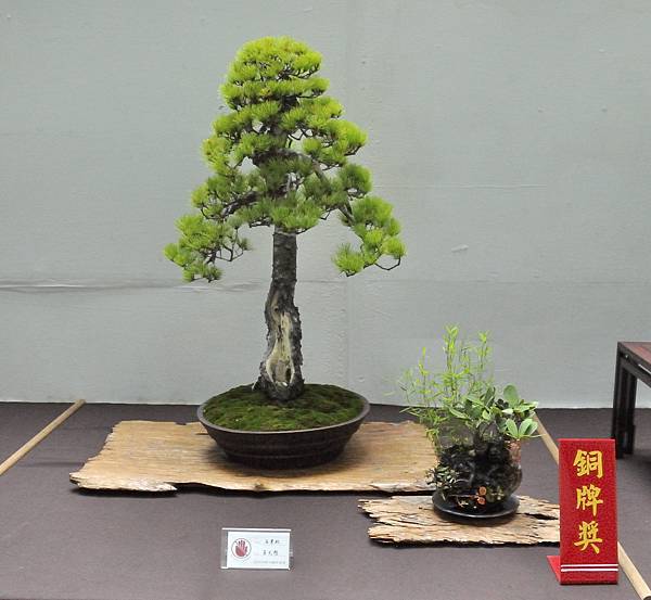 2024台中樹石展_122.JPG