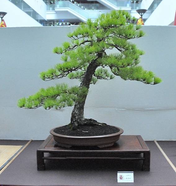 2024台中樹石展_129.JPG