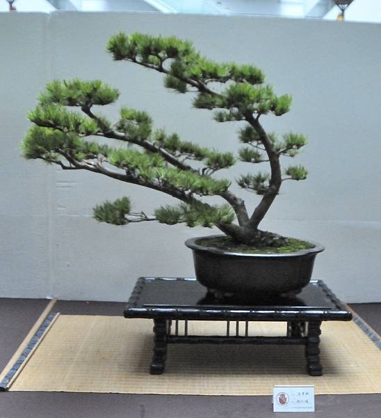 2024台中樹石展_130.JPG