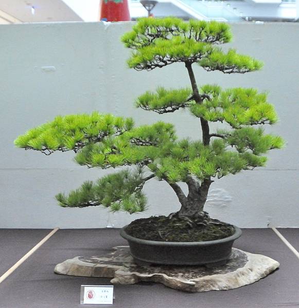 2024台中樹石展_133.JPG