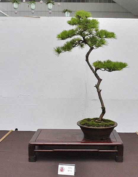 2024台中樹石展_134.JPG