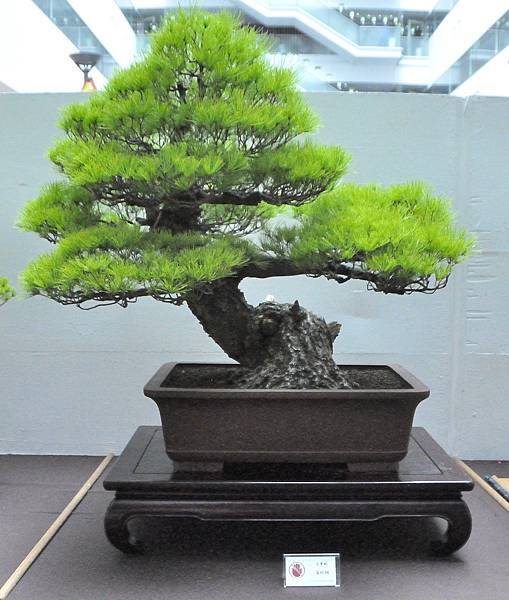 2024台中樹石展_131.JPG