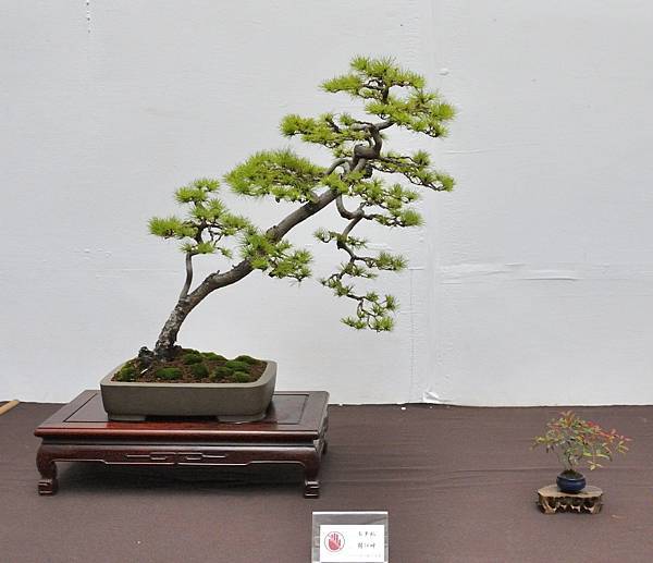2024台中樹石展_136.JPG