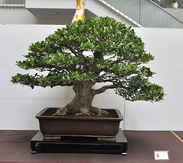 2024台中樹石展_137.JPG