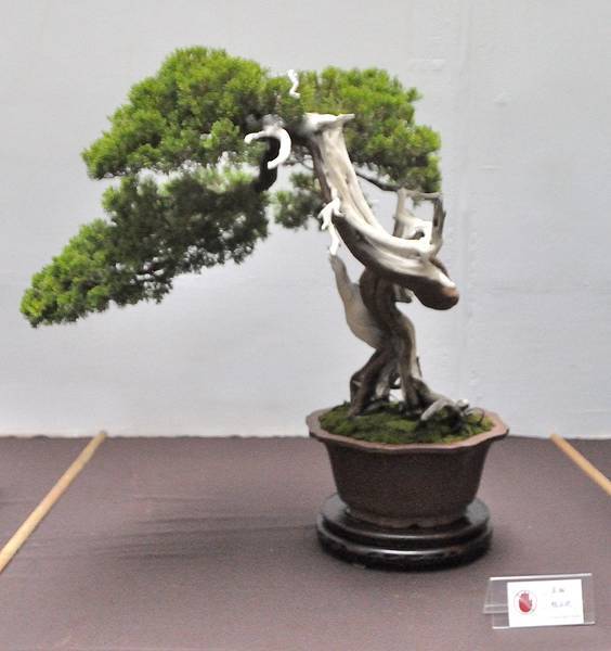 2024台中樹石展_139.JPG