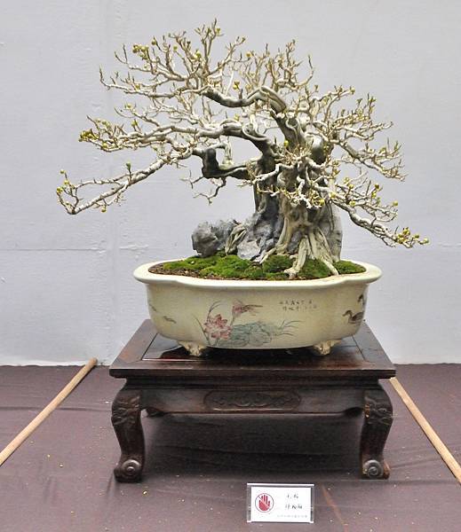 2024台中樹石展_140.JPG