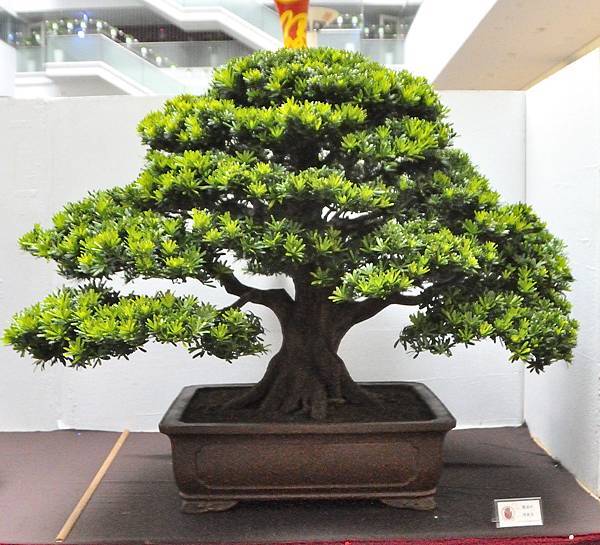 2024台中樹石展_138.JPG