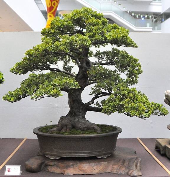 2024台中樹石展_143.JPG