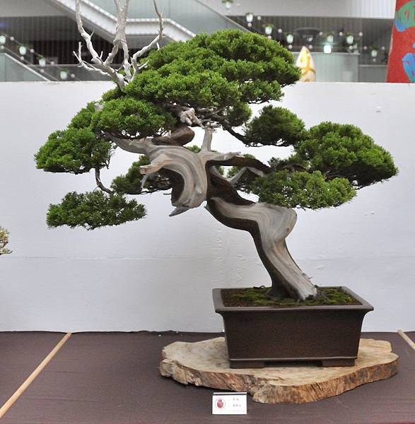 2024台中樹石展_144.JPG
