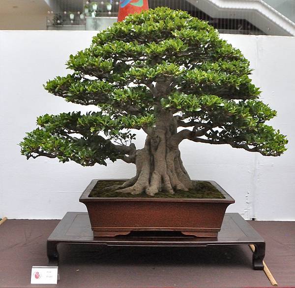 2024台中樹石展_146.JPG