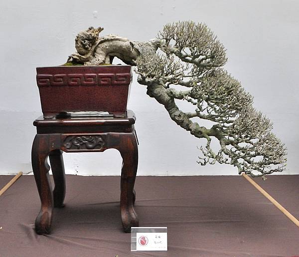 2024台中樹石展_145.JPG
