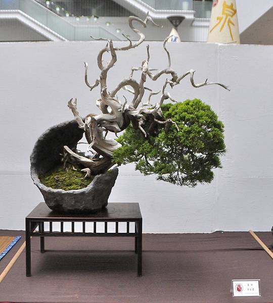 2024台中樹石展_147.JPG