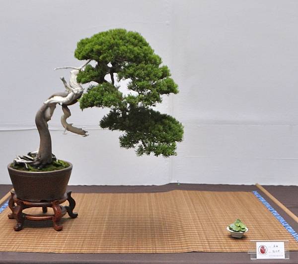 2024台中樹石展_148.JPG