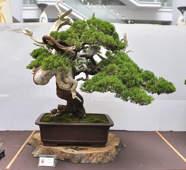 2024台中樹石展_150.JPG