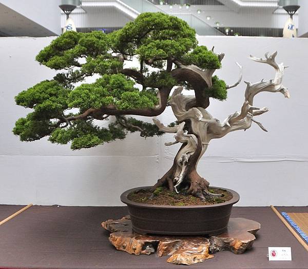 2024台中樹石展_149.JPG