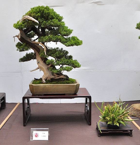 2024台中樹石展_151.JPG