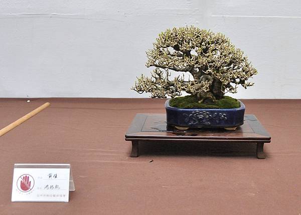 2024台中樹石展_152.JPG