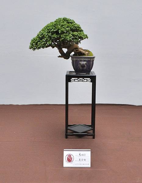 2024台中樹石展_154.JPG