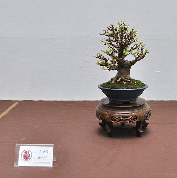 2024台中樹石展_155.JPG