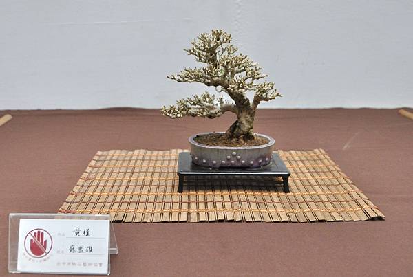 2024台中樹石展_156.JPG