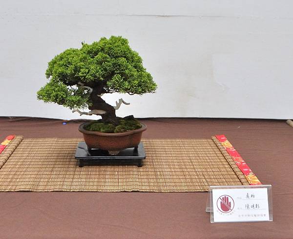 2024台中樹石展_159.JPG