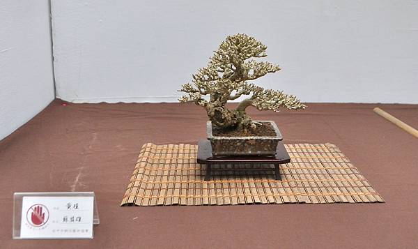 2024台中樹石展_157.JPG