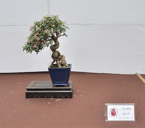 2024台中樹石展_158.JPG