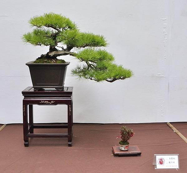 2024台中樹石展_160.JPG