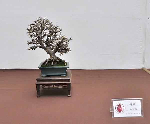 2024台中樹石展_161.JPG