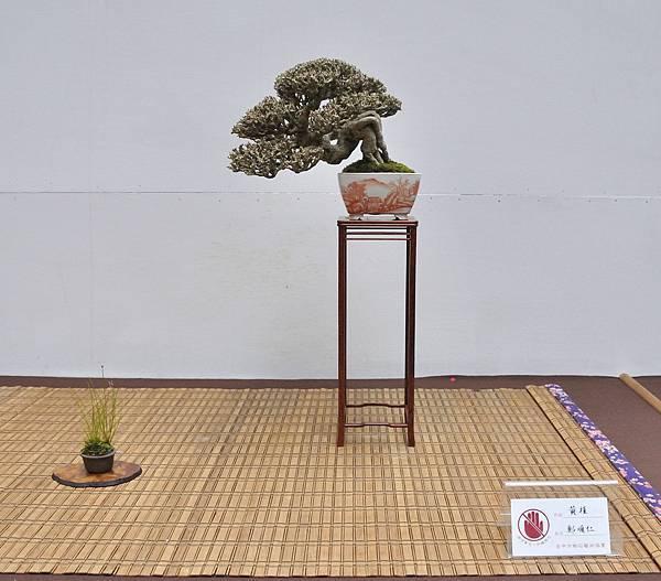 2024台中樹石展_163.JPG