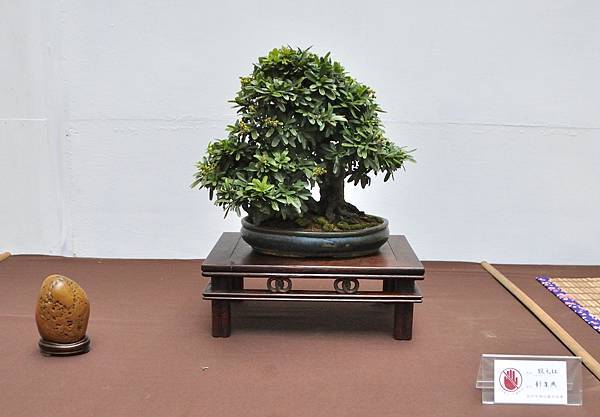 2024台中樹石展_164.JPG