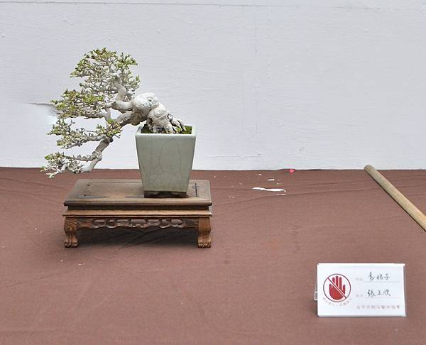 2024台中樹石展_162.JPG