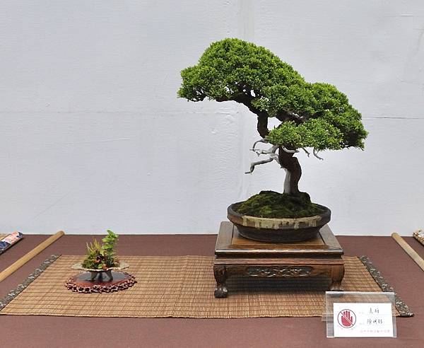 2024台中樹石展_166.JPG