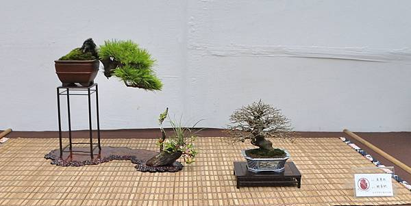 2024台中樹石展_165.JPG