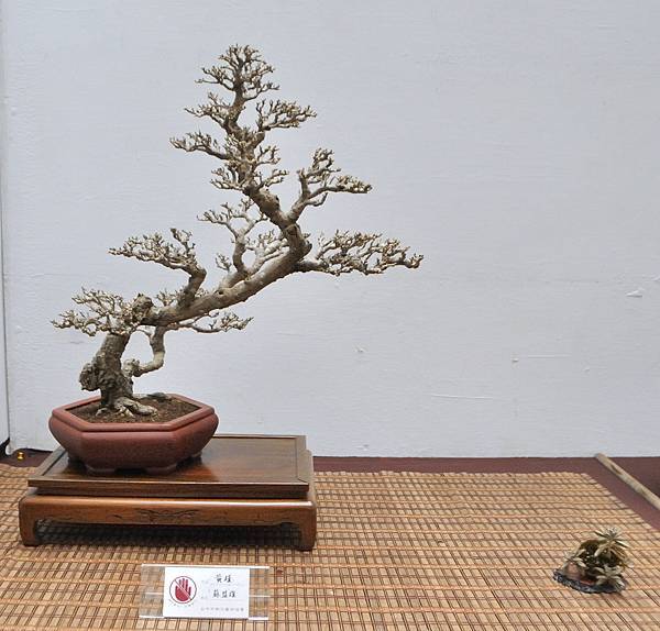 2024台中樹石展_167.JPG