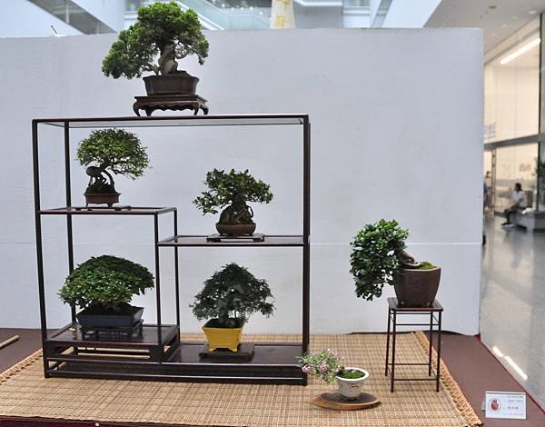 2024台中樹石展_173.JPG