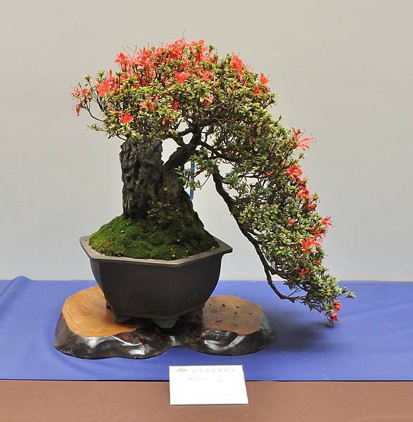2025皋月杜鵑展_094.JPG