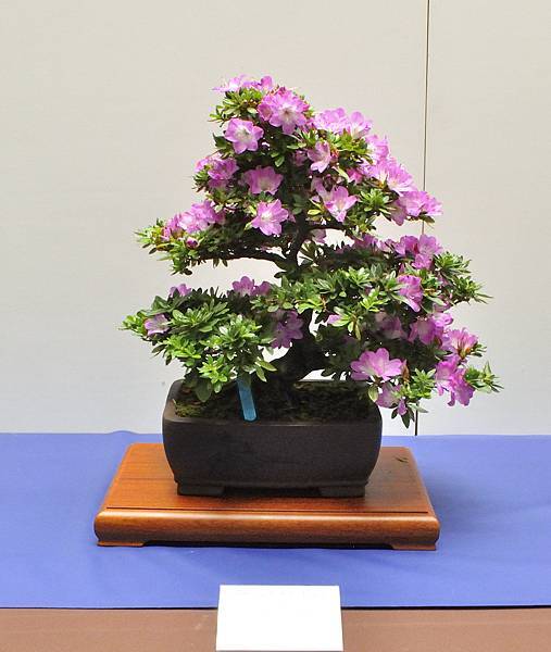 2025皋月杜鵑展_086.JPG