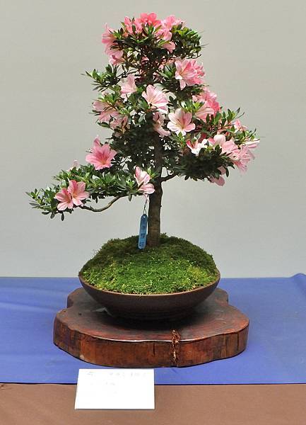 2025皋月杜鵑展_092.JPG