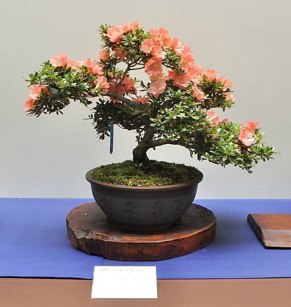 2025皋月杜鵑展_088.JPG