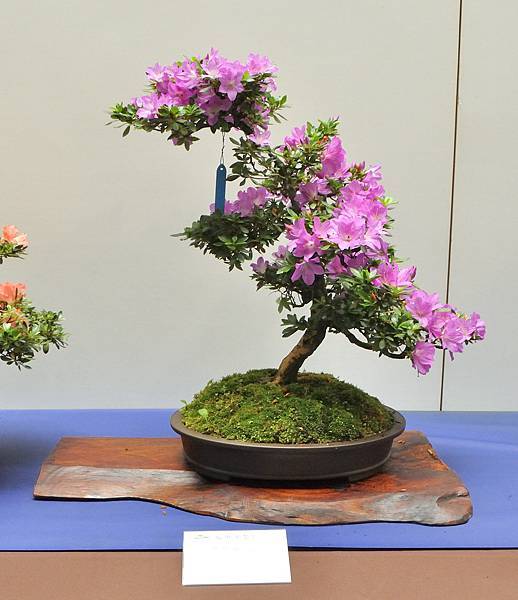 2025皋月杜鵑展_090.JPG